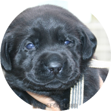 グリーンST(NORBLE 男の子)